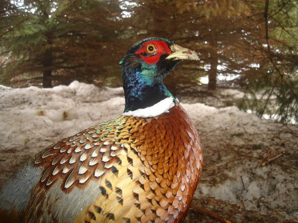 Pheasant trail pics 032510 Ultimate Pheasant Hunting Forums
